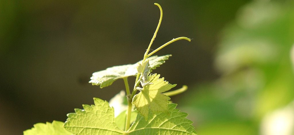 Vin bio AB Domaine de la Marfée